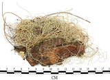 中文名:菘蘿屬(L00001750)學名:Usnea(L00001750)