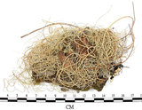 中文名:菘蘿屬(L00001750)學名:Usnea(L00001750)