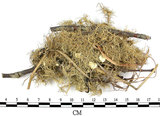 中文名:菘蘿屬(L00001771)學名:Usnea(L00001771)