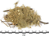 中文名:菘蘿屬(L00001771)學名:Usnea(L00001771)