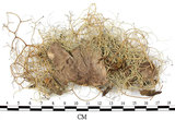 中文名:菘蘿屬(L00001780)學名:Usnea(L00001780)