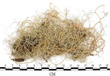 中文名:菘蘿屬(L00001780)學名:Usnea(L00001780)