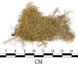 中文名:菘蘿屬(L00001789)學名:Usnea(L00001789)