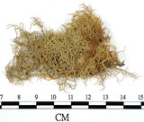 中文名:菘蘿屬(L00001789)學名:Usnea(L00001789)