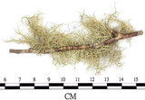 中文名:菘蘿屬(L00001795)學名:Usnea(L00001795)