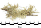 中文名:菘蘿屬(L00001795)學名:Usnea(L00001795)