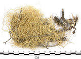 中文名:菘蘿屬(L00001801)學名:Usnea(L00001801)