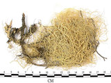 中文名:菘蘿屬(L00001801)學名:Usnea(L00001801)