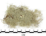 中文名:菘蘿屬(L00001805)學名:Usnea(L00001805)