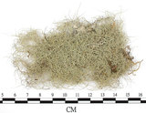 中文名:菘蘿屬(L00001805)學名:Usnea(L00001805)