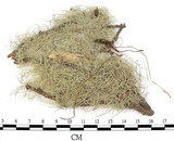 中文名:菘蘿屬(L00001809)學名:Usnea(L00001809)