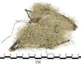 中文名:菘蘿屬(L00001809)學名:Usnea(L00001809)