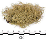 中文名:菘蘿屬(L00001822)學名:Usnea(L00001822)