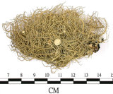 中文名:菘蘿屬(L00001822)學名:Usnea(L00001822)