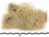 中文名:長枝菘蘿(L00001832)學名:Usnea longissima Ach.(L00001832)