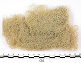 中文名:長枝菘蘿(L00001832)學名:Usnea longissima Ach.(L00001832)