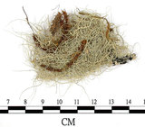 中文名:菘蘿屬(L00001847)學名:Usnea(L00001847)