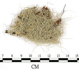 中文名:菘蘿屬(L00001847)學名:Usnea(L00001847)