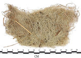 中文名:菘蘿屬(L00001864)學名:Usnea(L00001864)