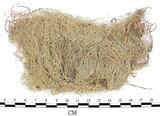 中文名:菘蘿屬(L00001864)學名:Usnea(L00001864)