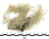 中文名:菘蘿屬(L00001873)學名:Usnea(L00001873)