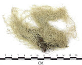 中文名:菘蘿屬(L00001873)學名:Usnea(L00001873)