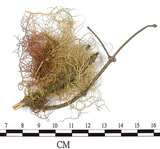 中文名:菘蘿屬(L00001887)學名:Usnea(L00001887)