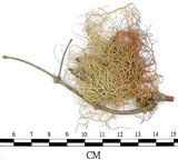 中文名:菘蘿屬(L00001887)學名:Usnea(L00001887)