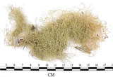 中文名:菘蘿屬(L00001899)學名:Usnea(L00001899)