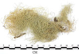 中文名:菘蘿屬(L00001899)學名:Usnea(L00001899)