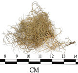 中文名:菘蘿屬(L00001932)學名:Usnea(L00001932)