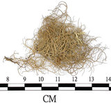 中文名:菘蘿屬(L00001932)學名:Usnea(L00001932)