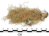 中文名:菘蘿屬(L00001934)學名:Usnea(L00001934)