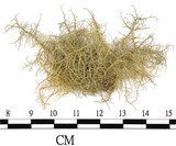 中文名:菘蘿屬(L00001937)學名:Usnea(L00001937)