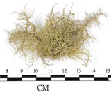 中文名:菘蘿屬(L00001937)學名:Usnea(L00001937)