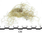 中文名:菘蘿屬(L00001943)學名:Usnea(L00001943)