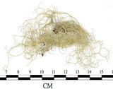 中文名:菘蘿屬(L00001943)學名:Usnea(L00001943)