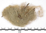 中文名:長枝菘蘿(L00001962)學名:Usnea longissima Ach.(L00001962)