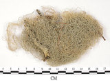 中文名:長枝菘蘿(L00001962)學名:Usnea longissima Ach.(L00001962)