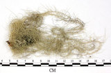 中文名:長枝菘蘿(L00001993)學名:Usnea longissima Ach.(L00001993)