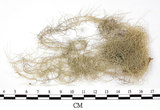 中文名:長枝菘蘿(L00001993)學名:Usnea longissima Ach.(L00001993)