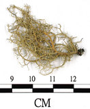 中文名:菘蘿屬(L00002001)學名:Usnea(L00002001)