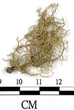 中文名:菘蘿屬(L00002001)學名:Usnea(L00002001)