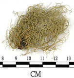 中文名:菘蘿屬(L00002002)學名:Usnea(L00002002)