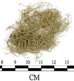 中文名:菘蘿屬(L00002002)學名:Usnea(L00002002)