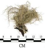 中文名:菘蘿屬(L00002003)學名:Usnea(L00002003)