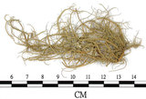 中文名:菘蘿屬(L00002004)學名:Usnea(L00002004)