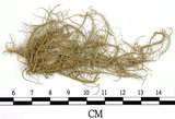 中文名:菘蘿屬(L00002004)學名:Usnea(L00002004)