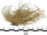 中文名:菘蘿屬(L00002005)學名:Usnea(L00002005)