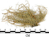 中文名:菘蘿屬(L00002005)學名:Usnea(L00002005)